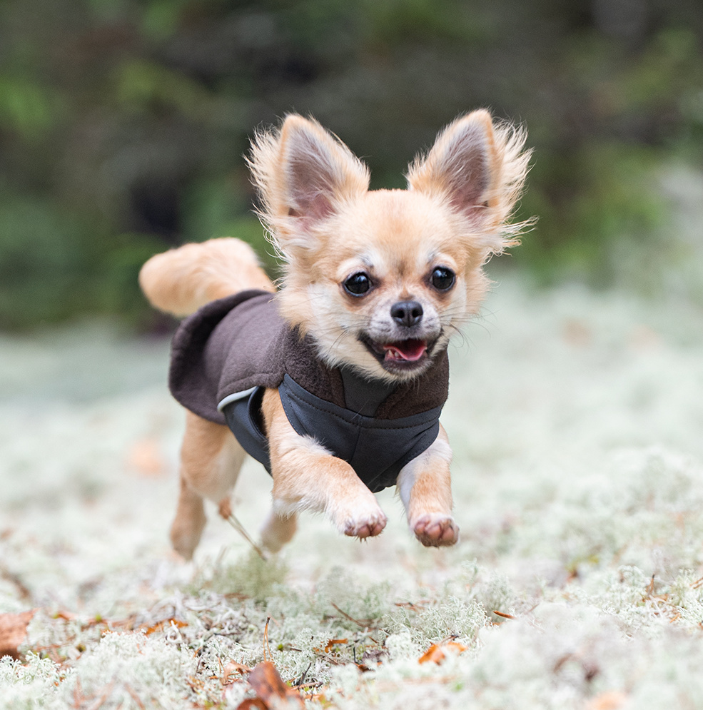 ポムッパ　ペルス　ペトロール　サイズ75 Perus Pomppa for Harness Plum - kurtka zimowa dla psa, z