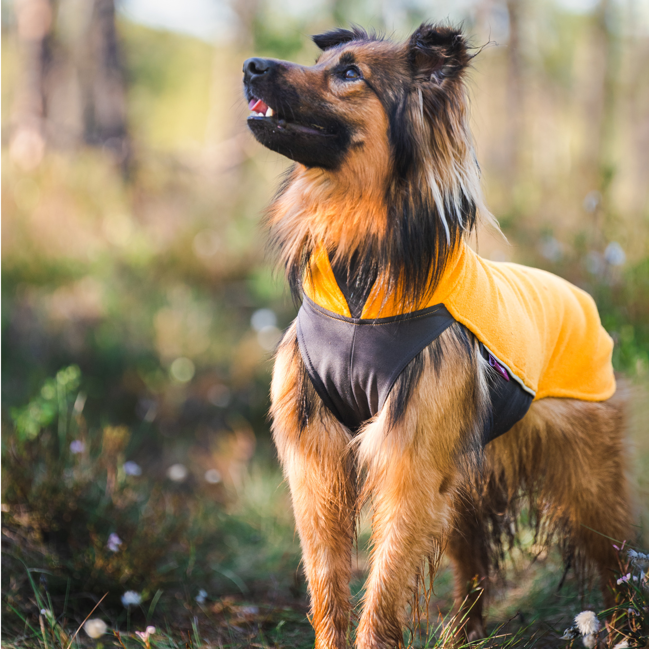 ポムッパ　ペルス　ペトロール　サイズ85 楽天市場】フィンランドのドッグブランド【Pomppa】【ポムッパ