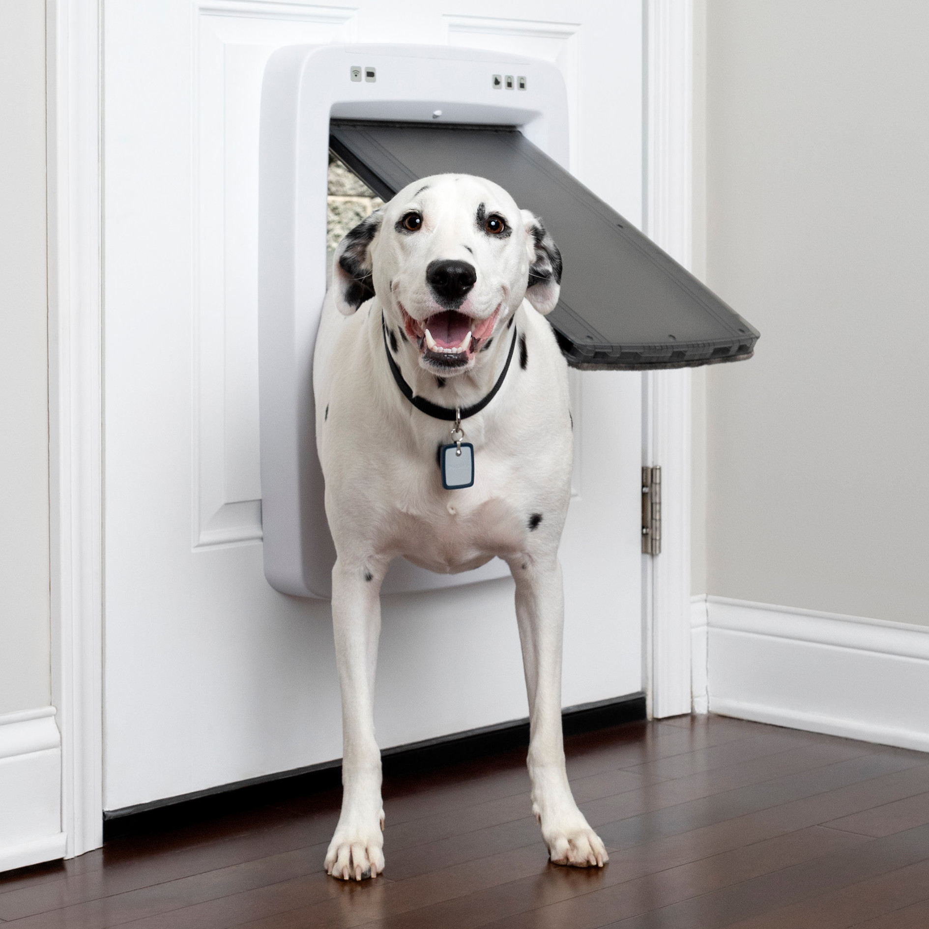 Dog using a connected electronic pet door relevant to Nuvopet smart entry products