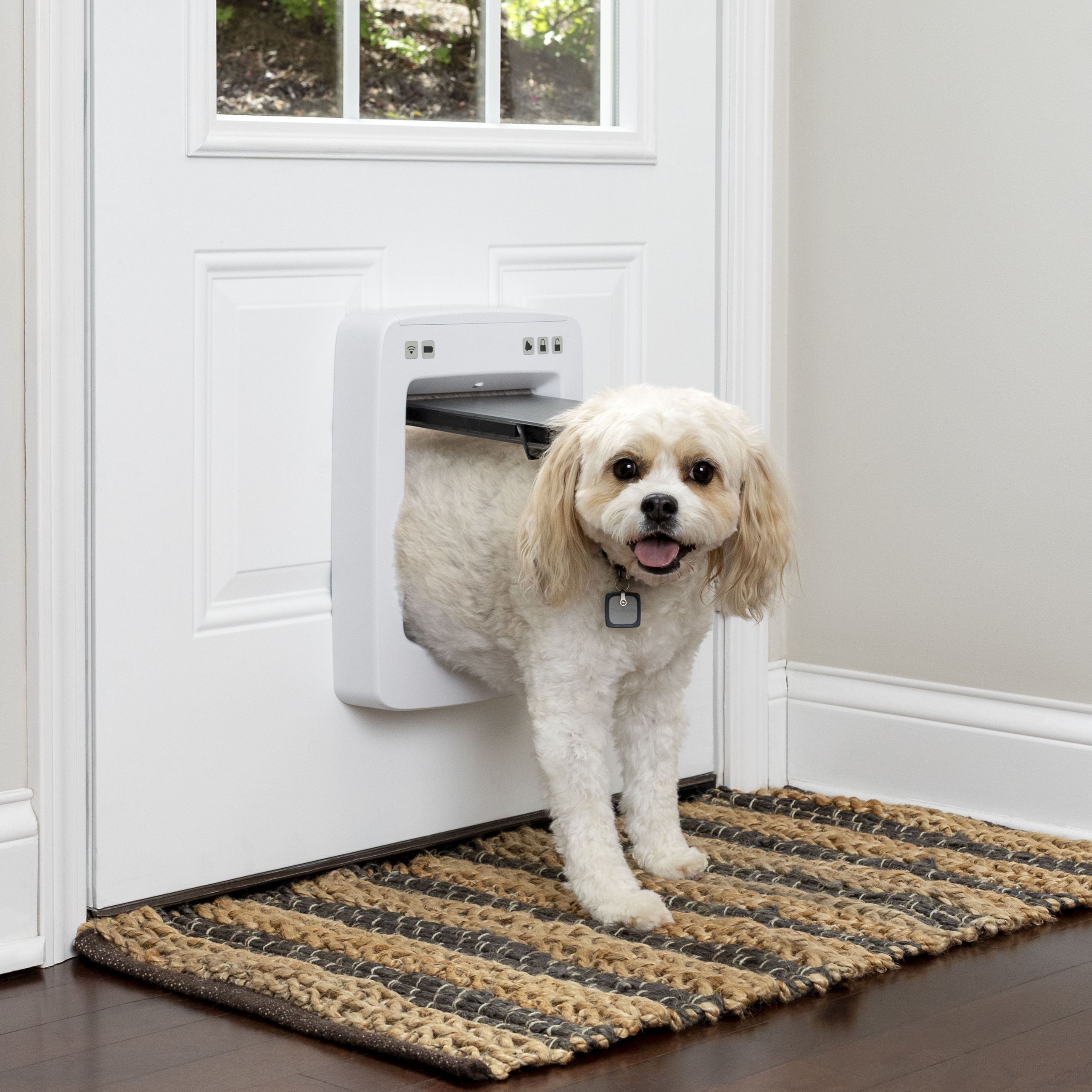 Small dog walking through a connected smart pet door