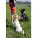 Kiwi Walker Reward Pocket - kolorowa saszetka na smakołyki dla psa