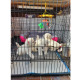 Show Tech Puppy Play Pen Small 92x61x81cm - klatka dla psa z podwójnym, regulowanym spodem