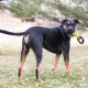 KONG Jaxx Braided Tug L 27cm - pleciony szarpak dla psa z gryzakiem i uchwytem