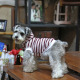 Dobaz wygodna bluza dla psa, pasiak z kapturem, biało-bordowe paski