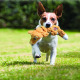 KONG Scrunch Knots Fox - rozciągliwa zabawka dla psa, lis z wewnętrznym sznurem, bez wypełnienia