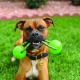 KONG Squeezz Ball with Rope M - zawsze piszcząca piłka na sznurku dla psa, szarpak z uchwytem