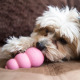 KONG Puppy - zabawka dla szczeniaka, gumowa, miękka, oryginalny, różowy