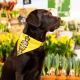 Max&Molly Reversible Bandana Monkey Maniac - bandana dla psa, dwustronna