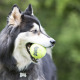 KONG SqueakAir Tennis Ball with Rope M (6cm) - piłka tenisowa dla psa z liną, z piszczałką