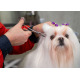 Show Tech Safety Ear Forceps 14cm - kleszcze do wyrywania włosów z uszu psa, proste 14cm